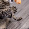 Chickadee Chirp Electronic Sound Cat Toy, Contains Catnip, Battery Powered - Light Brown, One Size - Image 6