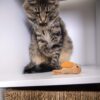 Chickadee Chirp Electronic Sound Cat Toy, Contains Catnip, Battery Powered - Light Brown, One Size - Image 2